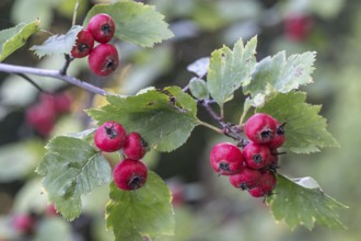 Hawthorn (Crataegus monogyna), fruits, Speyer, Rhineland-Palatinate, Germany, Europe