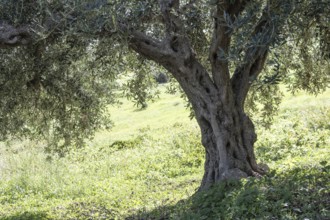 Olive tree, olive tree (Olea europaea), Sicily, Italy, Europe