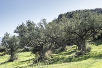 Olive trees, olive trees (Olea europaea), Sicily, Italy, Europe