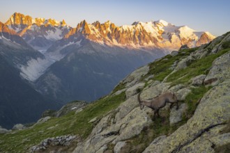 Alpine ibex (Capra ibex), adult male, in front of a mountain panorama at sunset, Grandes Jorasses