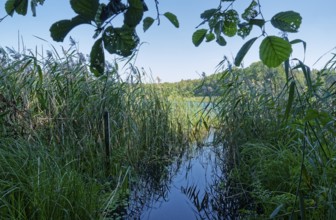 Wetland near a hiking car park in the south of the Wigry National Park near Krusznik in northern