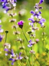 Carthusian carnation (Dianthus carthusianorum agg.) in a flower meadow, Bischofswiesen,