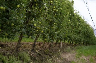 Granny Smith apple variety, apple orchard, fruit orchard, agriculture, agribusiness, Schenna,