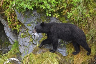 American Black Bear (Ursus americanus) climbing over rocks along the edge of the forest with a