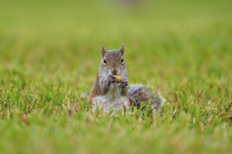 Grey Squirrel (Sciurus carolinensis), on meadow, springtime, Florida, USA, North America