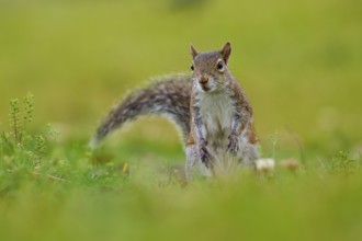 Grey Squirrel (Sciurus carolinensis), on meadow, springtime, Florida, USA, North America