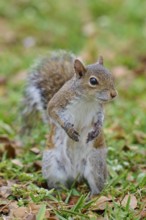 Grey Squirrel (Sciurus carolinensis), on meadow, springtime, Florida, USA, North America