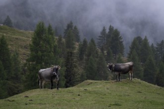 Two dairy cows, cows, on the pasture, alpine path, Klammeben, Hirzer near Saltaus, Schenna, Scena,