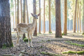 European fallow deer (Dama dama) youngster in a forest, Bavaria, Germany, Europe