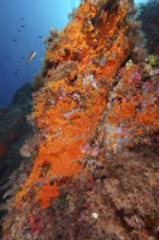 Yellow cluster anemone (Parazoanthus axinellae) and Orange upholstery sponge (Reniera fulva) in the