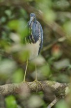 Tricoloured Heron (Egretta tricolor), sitting on a branch, spring, Wakodahatchee Wetlands, Delray