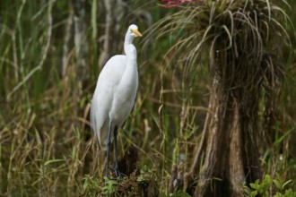 Great Egret (Ardea alba), in the swamp, spring, Everglades National Park, Florida, USA, North