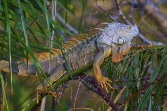 Common green iguana (Iguana iguana), Wakodahatchee Wetlands, Delray Beach, Florida, USA, North