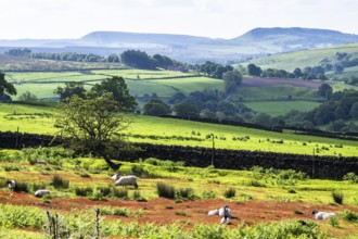 Farms and Sheeps in North York Moors National Park, Yorkshire, England, United Kingdom, Europe