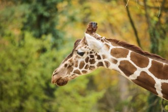 Reticulated giraffe (Giraffa camelopardalis reticulata), portrait, Germany, Europ, Europe