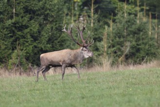 Red deer (Cervus elaphus) in rutting season, capital stag running across a forest clearing,