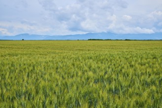 Wheat field (Triticum), mountains and cloudy sky in the background, summer, Valensole,