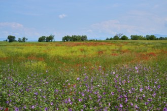 Flower meadow with poppies (Papaver), and sage (Salvia), slightly overcast sky, summer, Valensole,