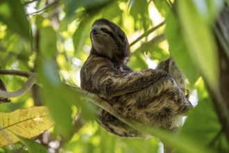 Brown-throated sloth (Bradypus variegatus) sitting in a tree, Cahuita National Park, Costa Rica,