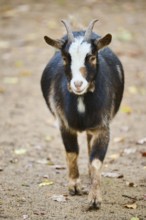 Domestic goat (Capra hircus) walking on the ground, Bavaria, Germany, Europe