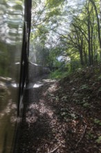 A train travels through a dark, green forest, sunlight breaks through the dense leaves, Rügen,