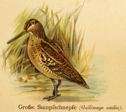 Great Snipe or great snipe (Gallinago media) World of Birds, historical illustration 1890