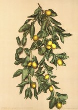 A branch with lemons, Limone, Lake Garda, Italy, Historical, digitally restored reproduction from a