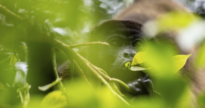 Mantled howler (Alouatta palliata) eating leaves in a tree, Cahuita National Park, Costa Rica,