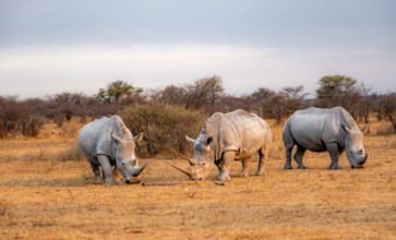 Southern white rhinoceros (Ceratotherium simum simum), three rhinos in the evening light, Khama