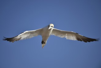 Northern gannet (Morus bassanus) flying near Heligoland, Schleswig-Holstein, Germany, Europe