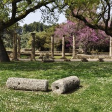 Palaestra, restored ruins, columns, blossoming trees in spring, ancient Olympia, archaeological