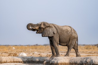 African elephant (Loxodonta africana), elephant drinking at a waterhole, in the evening light, Nxai