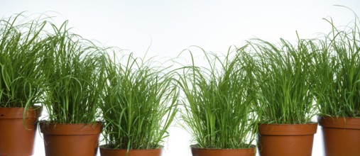 Blades of grass in flower pots against a white background, studio shot