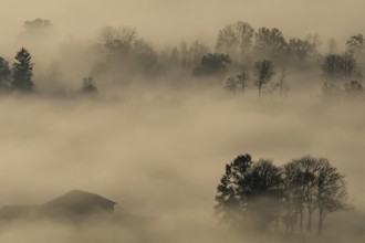 Foggy mood, fog, morning light, backlight, autumn, Loisach-Lake Kochel-Moor, foothills of the Alps,