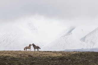 Icelandic horses (Equus islandicus) in winter, snowy mountain landscape, Norðurland, Iceland,