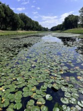 European white water lilies, white pond lilies, water lilies (Nymphaea alba) on large canal in