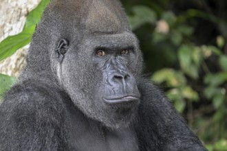 Western lowland gorilla (Gorilla gorilla gorilla), portrait, Réserve Lésio-Louna nature reserve,