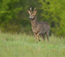 Roe deer (Capreolus capreolus), roebuck with beginning hair change standing in a meadow and looking