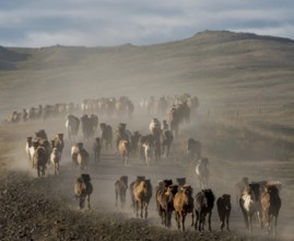 Large number of Icelandic horses (Equus islandicus) at the horse round-up or réttir, covered in a