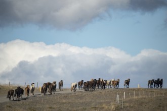 Icelandic horses (Equus islandicus) at the horse round-up or Réttir, near Laugarbakki, North