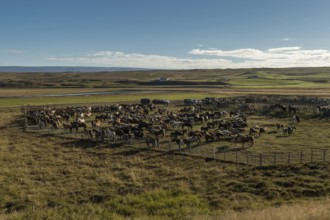 Icelandic horses (Equus islandicus) in a pen, horse round-up or réttir, near Laugarbakki, North