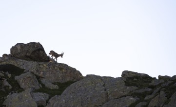 Alpine ibex (Capra ibex), on rocks, silhouette against bright sky, Aiguille Rouges, Chamonix,