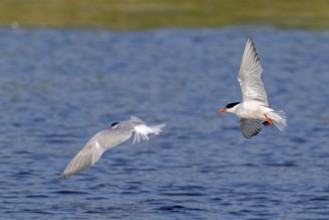 Two common terns (Sterna hirundo) adults in breeding plumage in summer, showing underside and upper