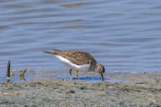 Common sandpiper (Actitis hypoleucos, Tringa hypoleucos) foraging for invertebrates in mud along