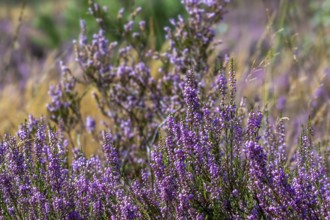 Common heather, ling, heath (Calluna vulgaris) in flower blooming purple in heathland in summer