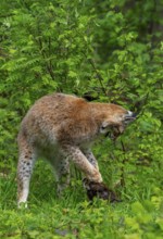 Eurasian lynx (Lynx lynx) playing with prey in thicket at forest's edge