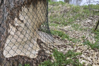 Protective wire mesh fence against beaver predation on a papel, Bavaria, Germany, Europe