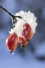 Rose hips covered in snow in winter, Belgium, Europe