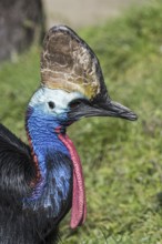 Southern cassowary, double-wattled cassowary, Australian cassowary (Casuarius casuarius) native to