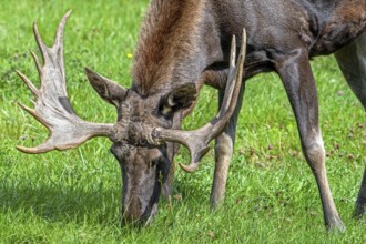 Moose, elk (Alces alces) close-up portrait of bull, male with fully developed antlers grazing in